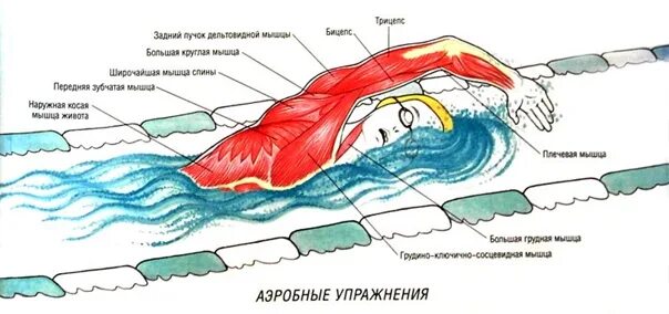 Как дышать во время плавания в бассейне