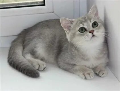 Голубая шиншилла кот