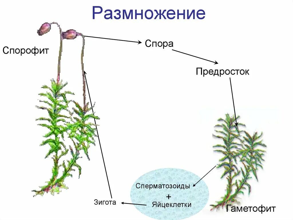 Спора зигота. Мох сфагнум спорофит. Гаметофит мха сфагнума. Спорофит сфагнума. Мох сфагнум размножение.