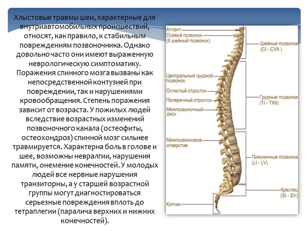 5 отделов позвоночника характерно для. Позвоночник. Позвоночник и спинной мозг. Травма шейные и грудные позвонки.