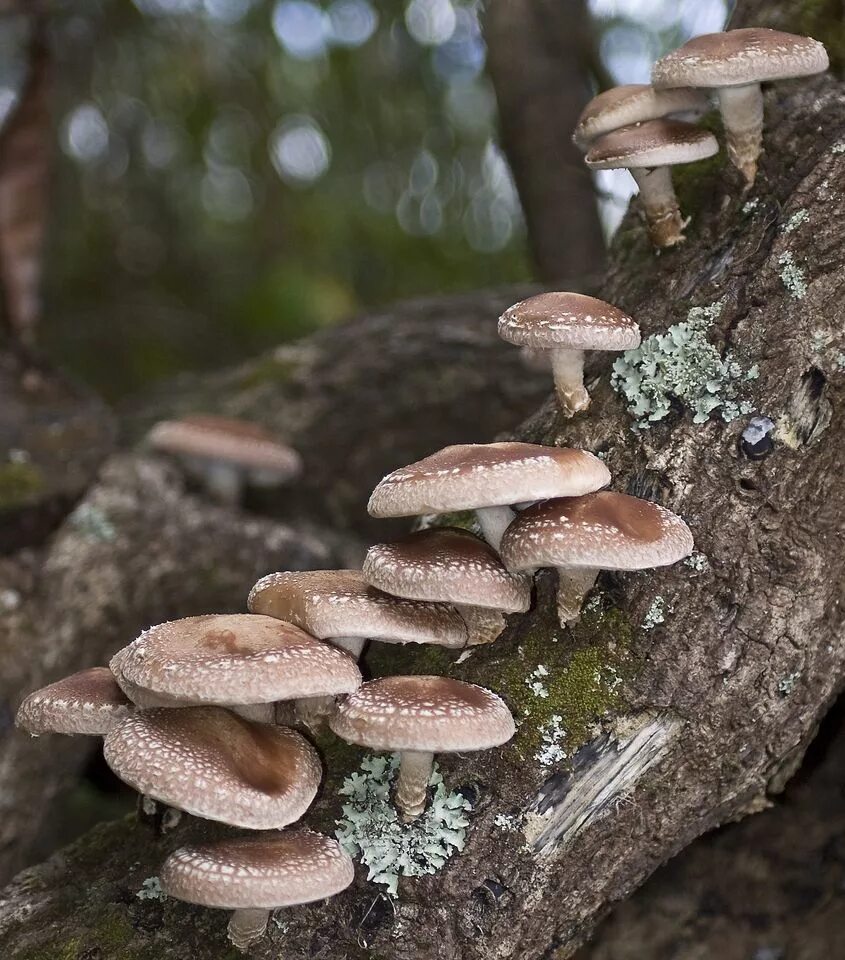 Гриб шиитаке. Опята шиитаке. Грибы японские шитаки. Шиитаке Lentinus edodes.