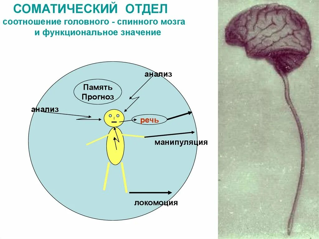 Соматические образы. Соматический отдел спинного мозга. соматические болезни. соматический больной. соматическая патология картинки.