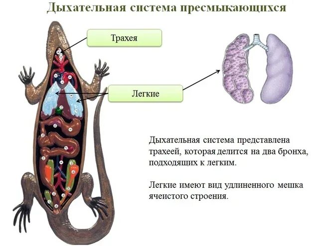 Дыхательная система пресмыкающихся. Ячеистое строение легких у пресмыкающихся. Ячеистое строение лёгких. Ячеистые легкие у рептилий. Легкие млекопитающих и пресмыкающихся