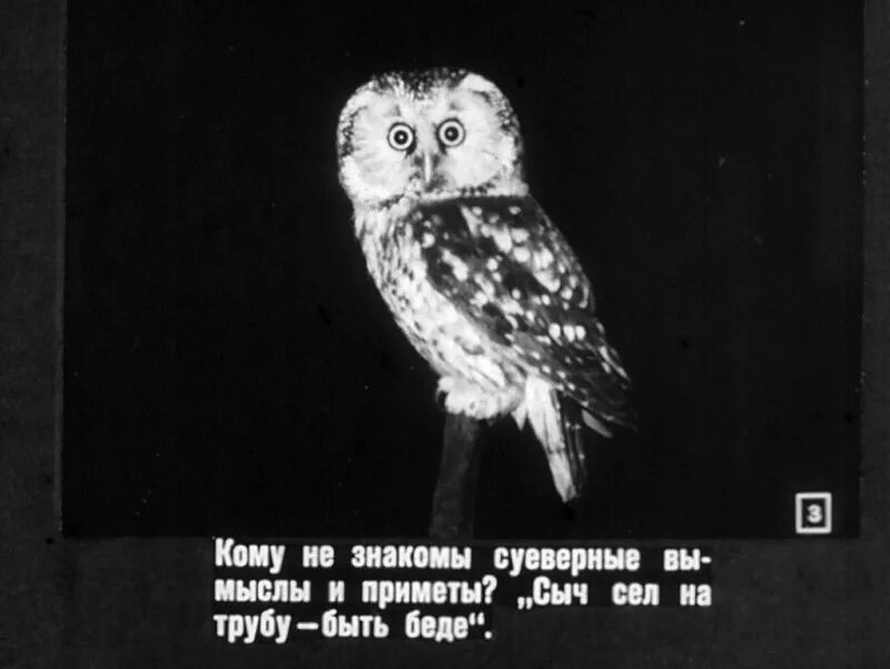 Как кричит сыч по ночам. Сыч приметы. сыч птица приметы. сыч приметы и суеверия. к чему кричит сыч приметы.