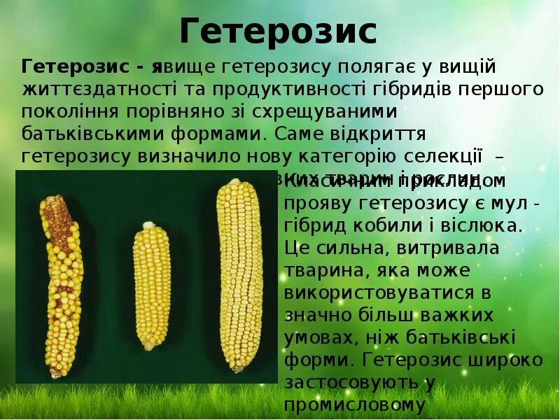 Картинки ЭФФЕКТ ГЕТЕРОЗИСА У РАСТЕНИЙ