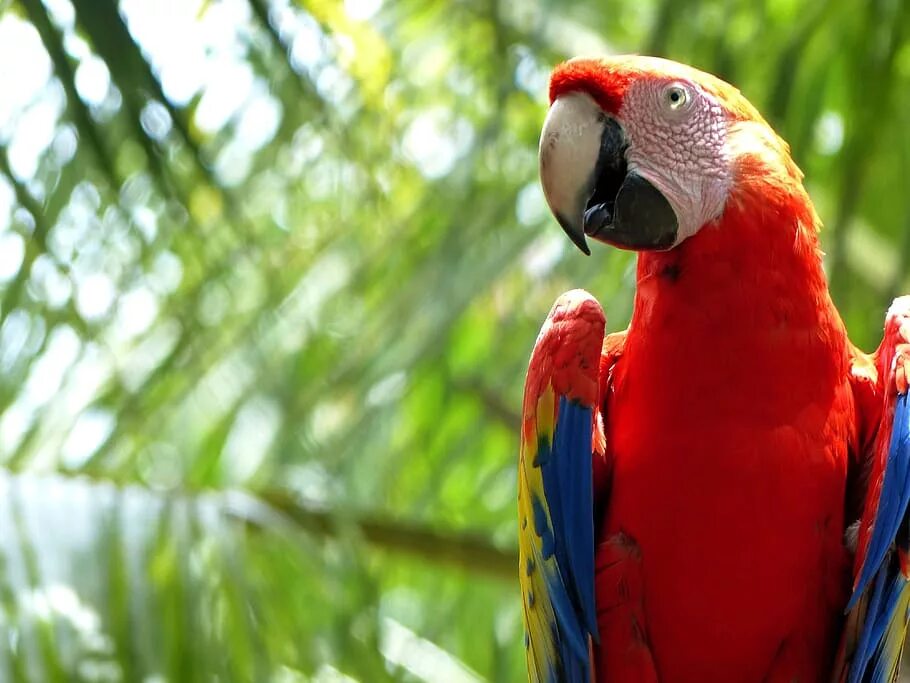 Red parrot