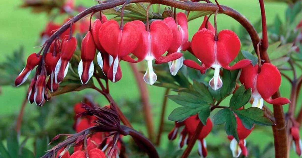 Дицентра золотая лоза. Цветок дицентра великолепная. Бычье сердце цветок. Многолетник разбитое сердце. Дицентра спектабилис.