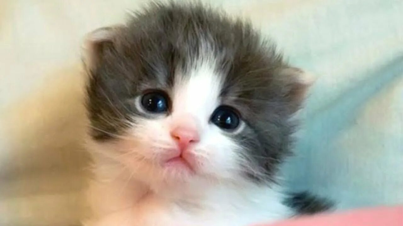 Кошки маленькие милые. Милые котята видео. Маленькие котики. Смешные котята маленькие. Маленькие кошечки видео.