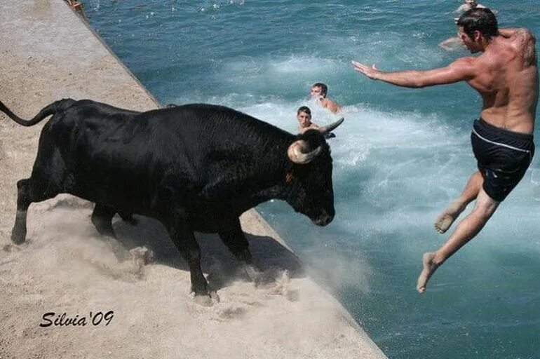 Корова бежит. Корова плавает.