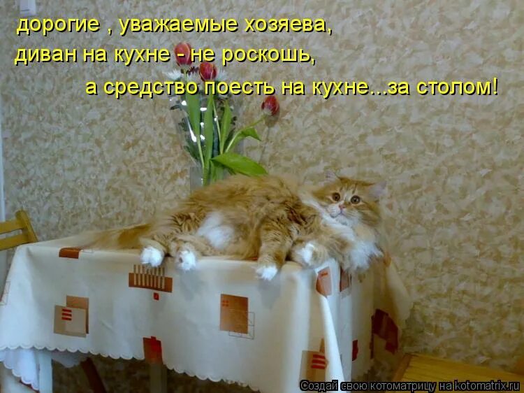 Уважаю хозяина. Котоматрица 1 мая. Ждет хозяйку. Майский кот смешные картинки с надписями. Коты это меховые цветы.