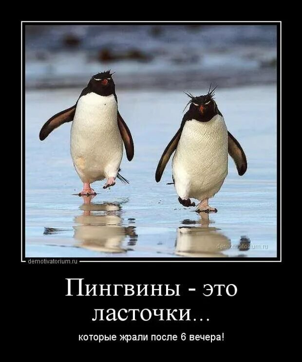 Потом 6. Прикольные пингвины. Пингвин прикол. Шутки про пингвинов. Пингвин юмор.