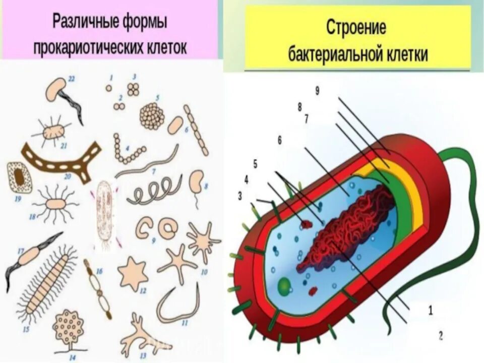 На каком рисунке изображена клетка бактерий. Строение бактериальной клетки 6 класс биология. Строение бактериальной клетки 5 класс биология. Формы клеток бактерий 5 класс биология. Схема строения бактериальной клетки без подписей.