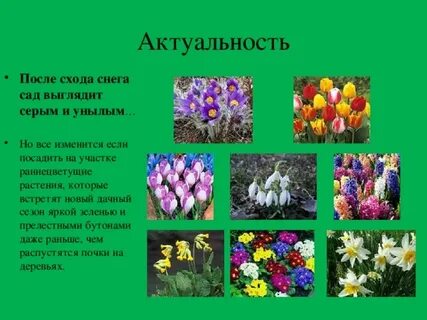 Кладовые у раннецветущих растений