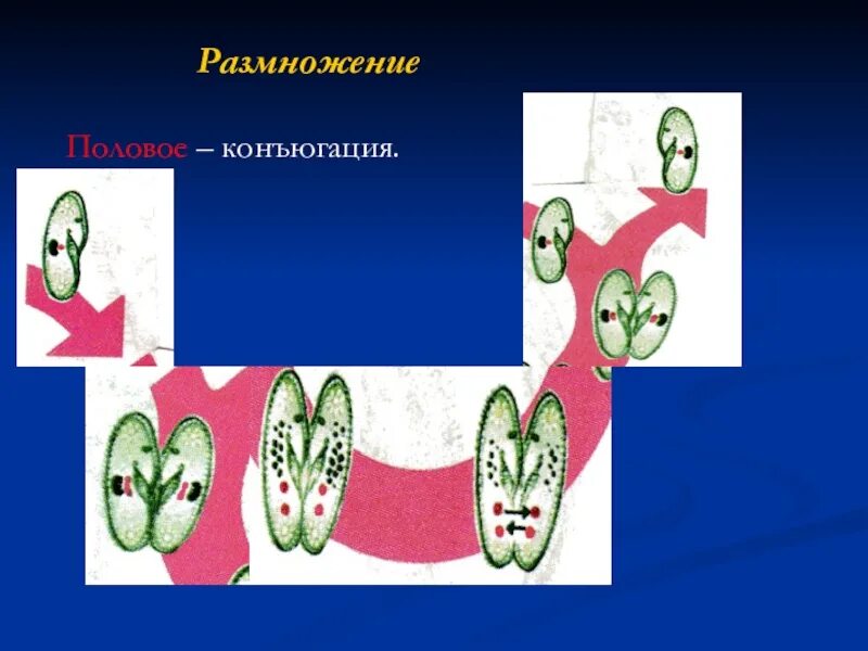 Половое размножение путем конъюгации. Размножение инфузорий конъюгация. Типы полового размножения/процесса. Иллюстрация этапов конъюгации инфузорий. Формы полового размножения конъюгация.