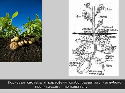 Технология картофеля