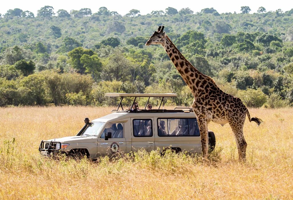 Africa safari. Сафари парк Африка. Кения сафари. Танзания парк Серенгети сафари Джипы. Кения сафари парк.