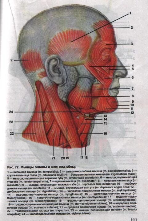 Мышцы шеи вид сбоку анатомия человека. Мышцы головы и шеи анатомия. Мышцы головы и шеи анатомия атлас. Мышцы головы и шеи вид сбоку.