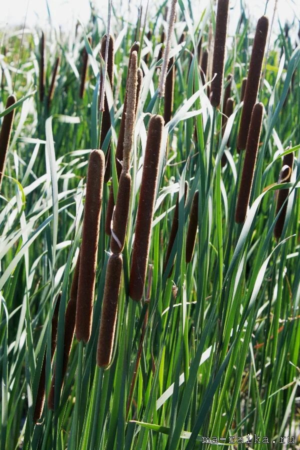 Девушки срезающие камыш 1927 год. Камыш колхидский. Камыш приморский. Девушки срезающие камыш 1927 год. Белый камыш.