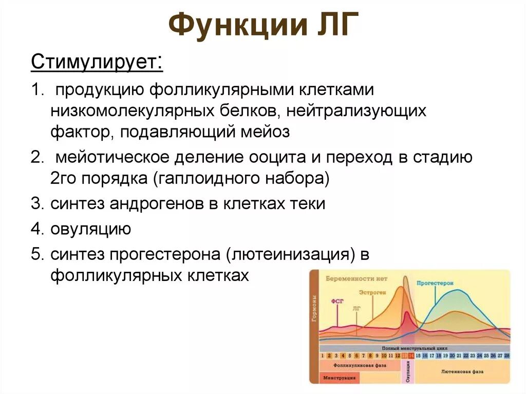 Лютеинизирующий гормон повышен у мужчин. ЛГ гормон функции. Физиологическая функция ЛГ. Лютеинизирующий гормон функции. Лютеинизирующий гормон (ЛГ) функции.