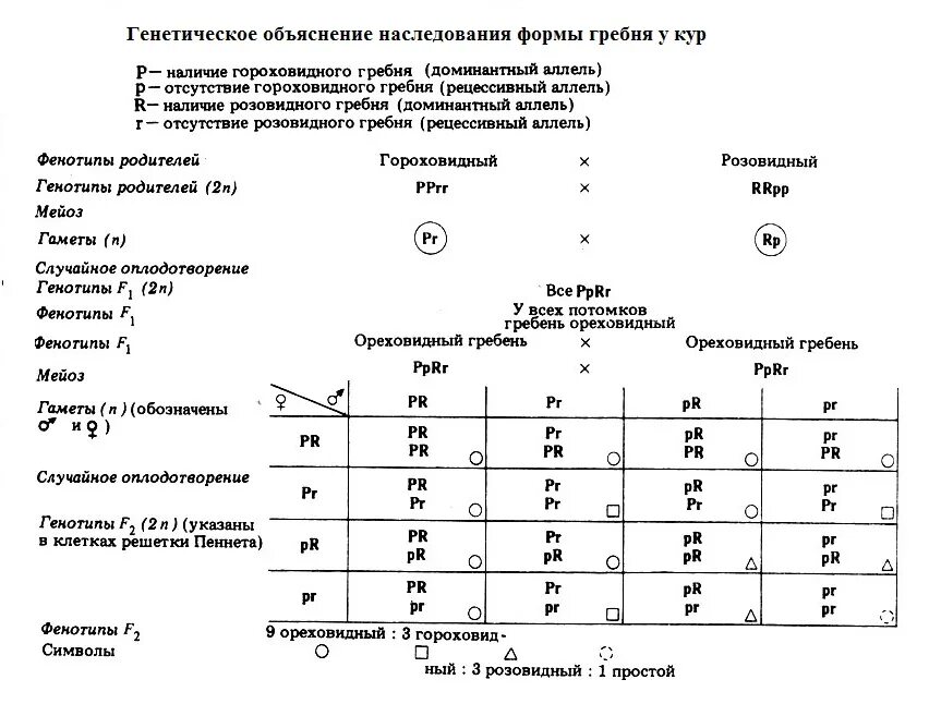 При скрещивании курицы с листовидным гребнем. Наследование формы гребня у кур. Тип наследования формы гребня у кур. Наследуется форма гребня у кур. Гороховидный гребень у кур.