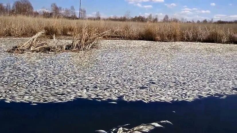 Рыба в челябинских озерах. Озеро Кунашак. Озеро Кунашак рыба. Озеро Кунашак Челябинская. Мертвое озеро Челябинская область.