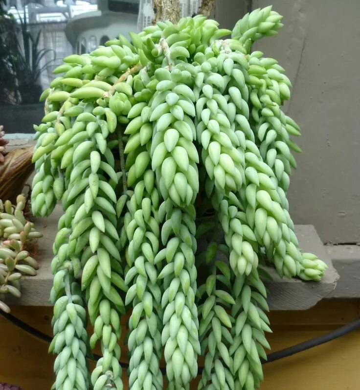 Sedum morganianum (Donkey's Tail) - World of Succulents Sedum, Planting succulen