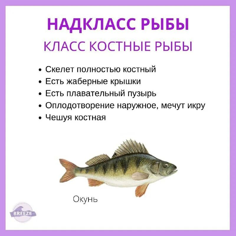 плавательный пузырь у костных рыб и хрящевых