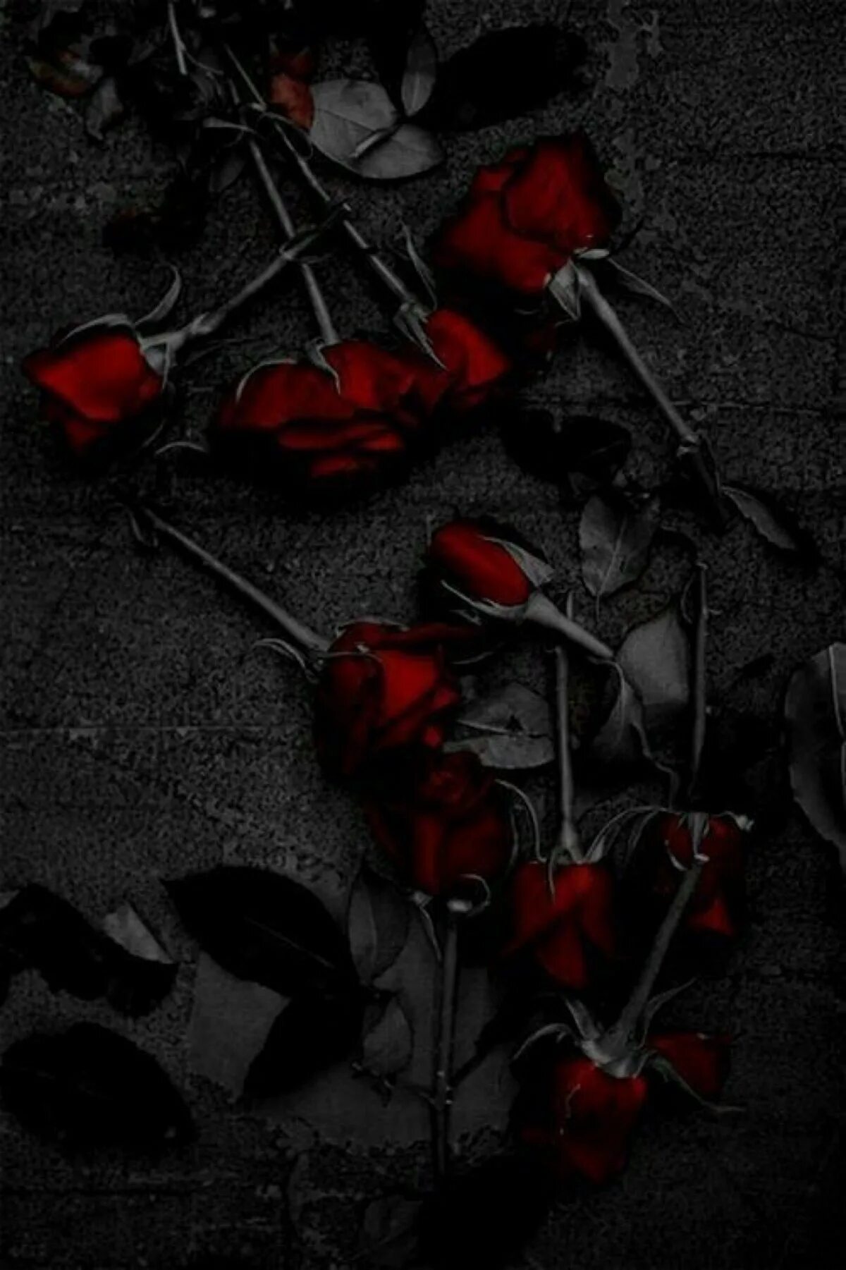 Жизнь в красном цвете. Красно черные цветы. Черно красные цветы.