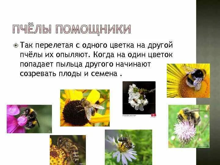 Кто то должен опылять цветок