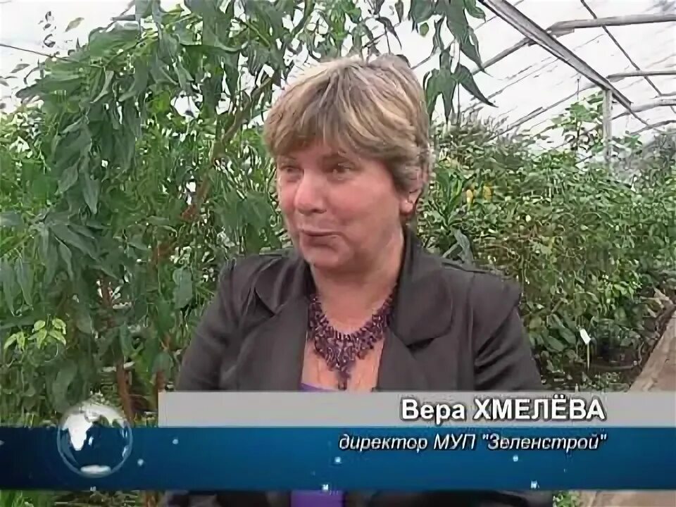 Зеленстрой старый оскол. МБУ Зеленстрой Тверь. Директор МУП Зеленстрой. Зеленстрой выставка тюльпанов. Зеленстрой Тверь директор.