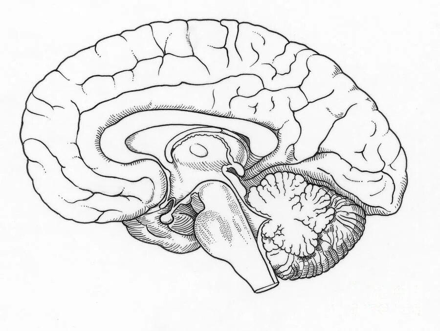 Возраст мозга 2. Encefal. Топически структуры мозга. Таламус гипоталамус гипофиз гиппокамп мозжечок миндалины. Structure encefalului.