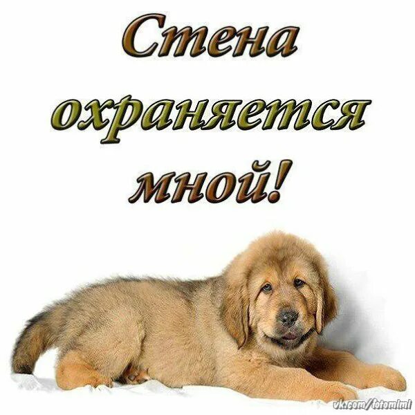 Есть кому охранять