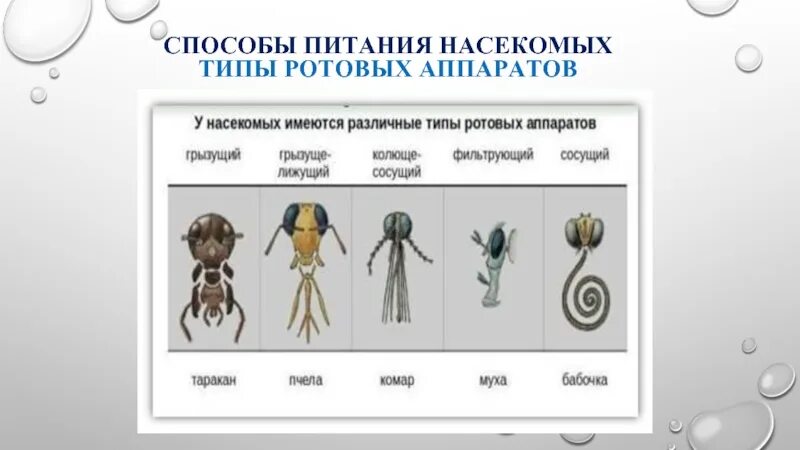 Установите соответствие между насекомыми и типом
