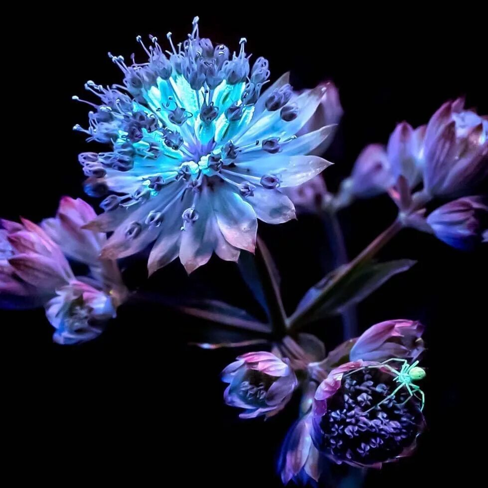 Электрических цветов. Аура кирлиана. Аура человека эффект кирлиан. Электрических цветов. Электрических цветов.