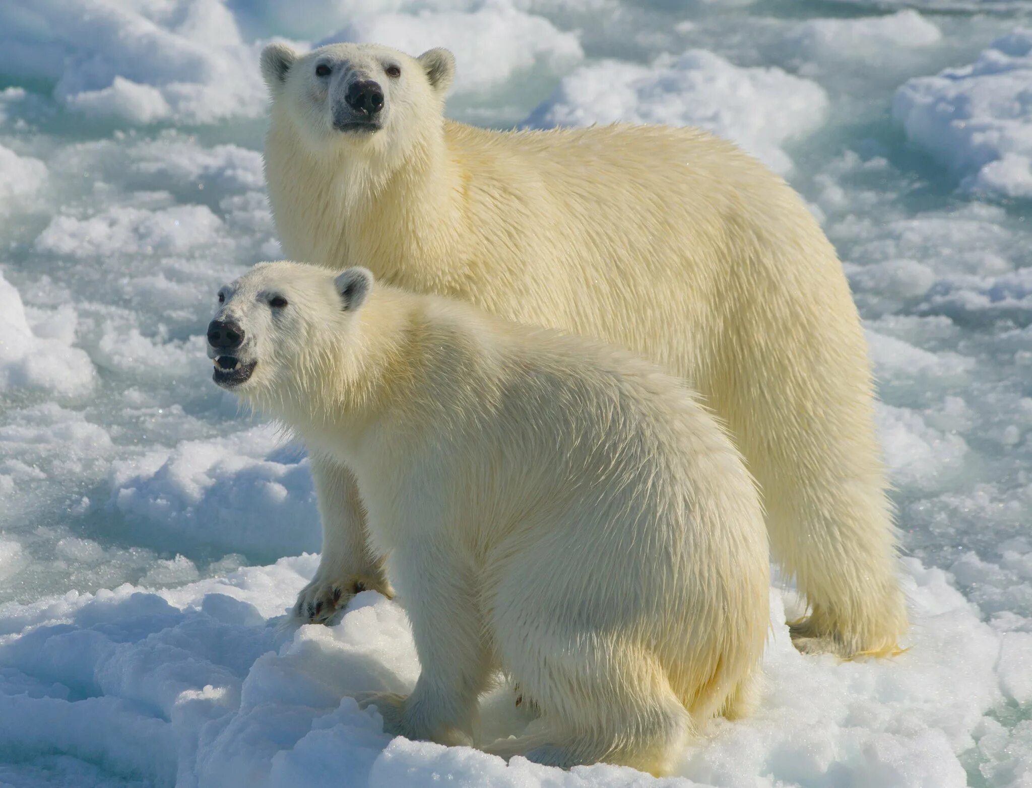 Северный Ледовитый океан белый медведь. Животный мир Норвегии. Норвегия белые медведи. Животные севера Норвегия.