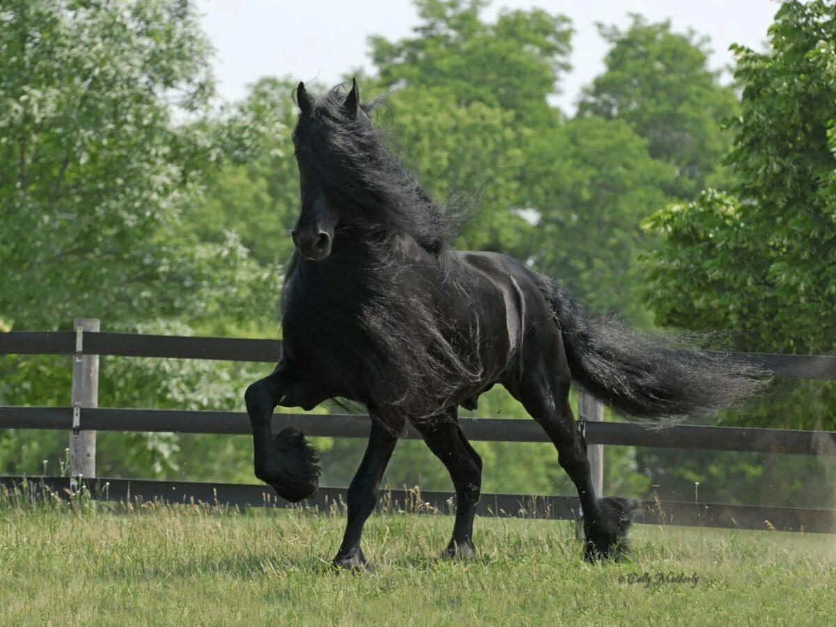 Лошадь породы фриз. Фриз Фризская лошадь. Фриз Фризская лошадь альбинос. Фризская лошадь черная Жемчужина.