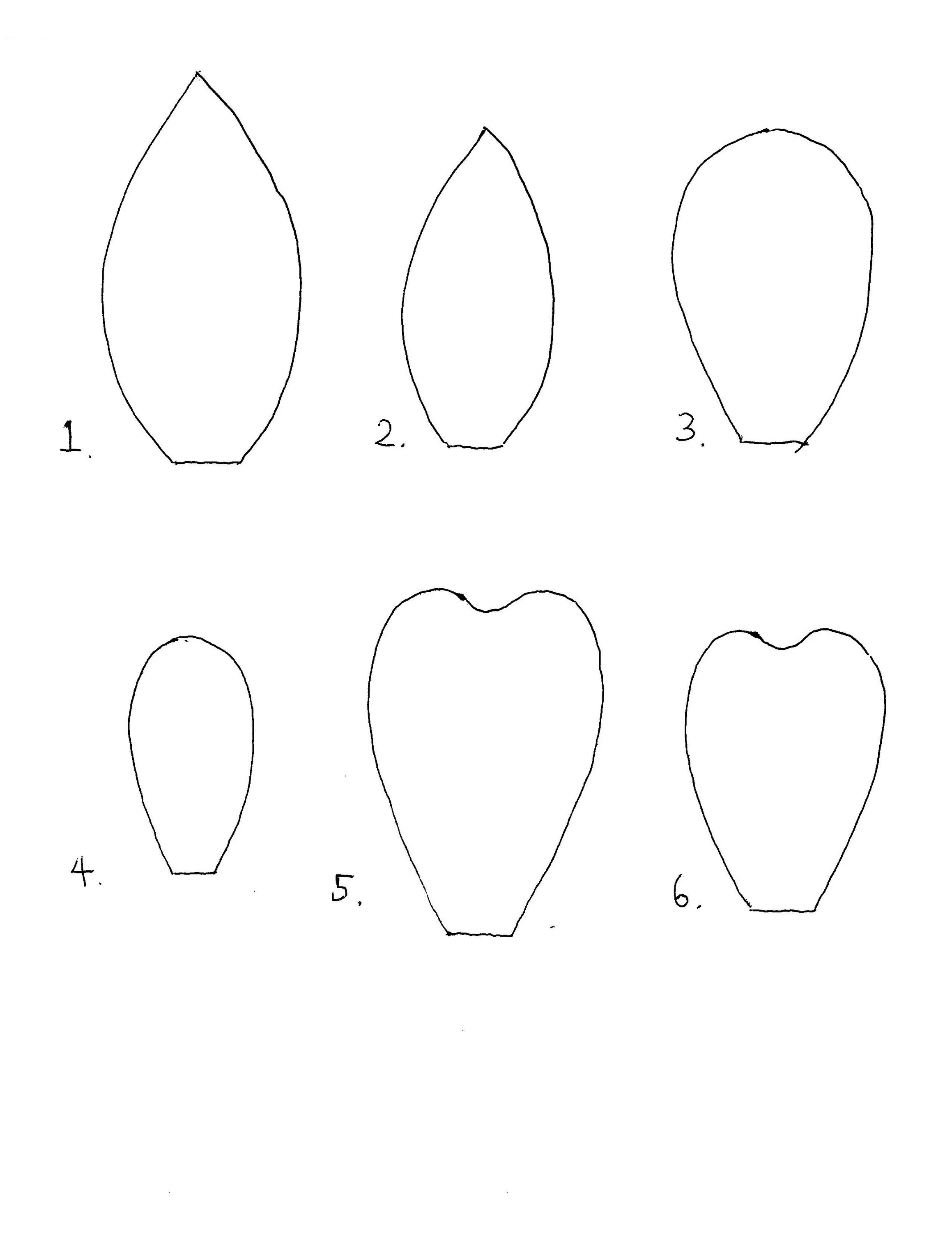 Сделать лепестки ромашки. Лепестки цветов. Трафарет лепестков. Лепестки для бумажных цветов. Форма лепестка.