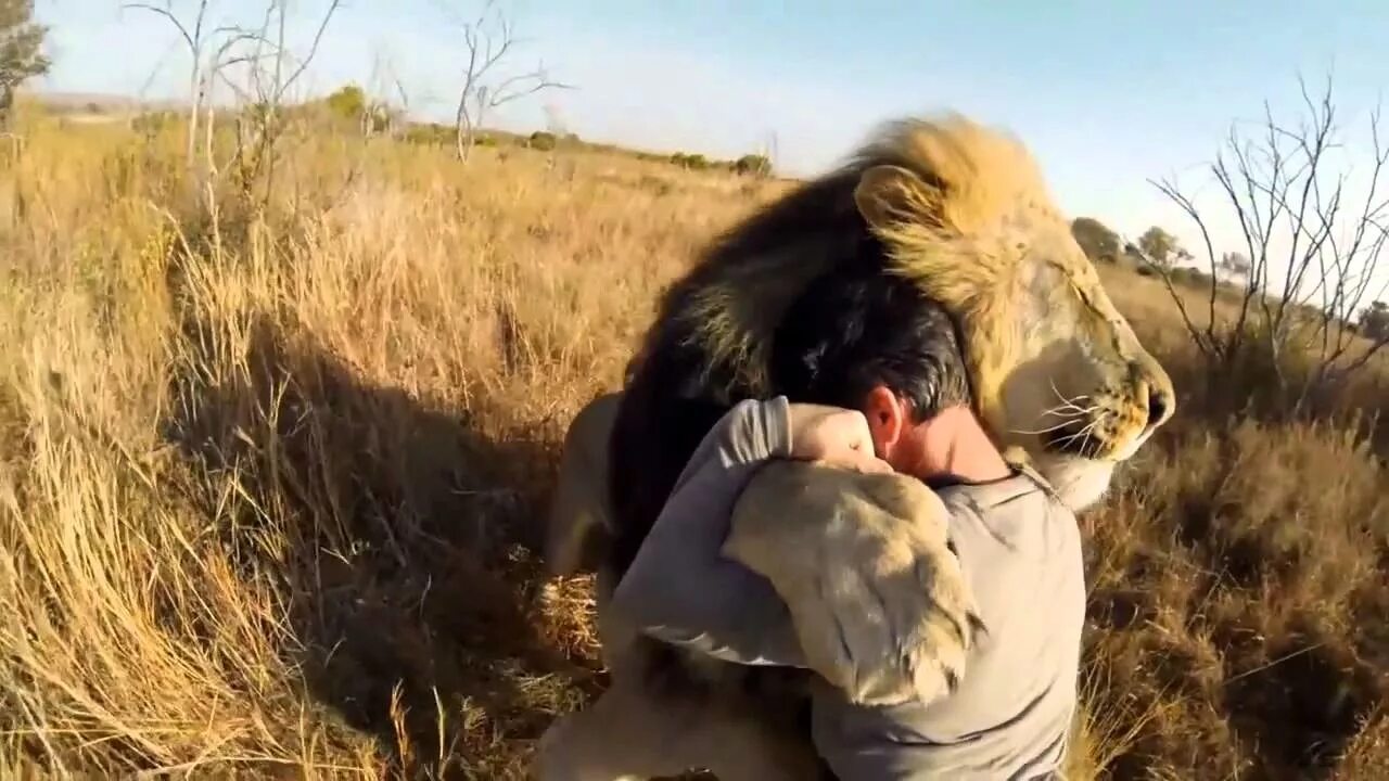 Африканский лев мать. Что за лев этот тигр автор. Повелитель львов кевин ричардсон. Лев обнимается с человеком. Львица.