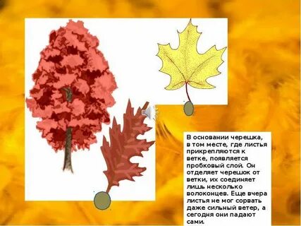 Где листики