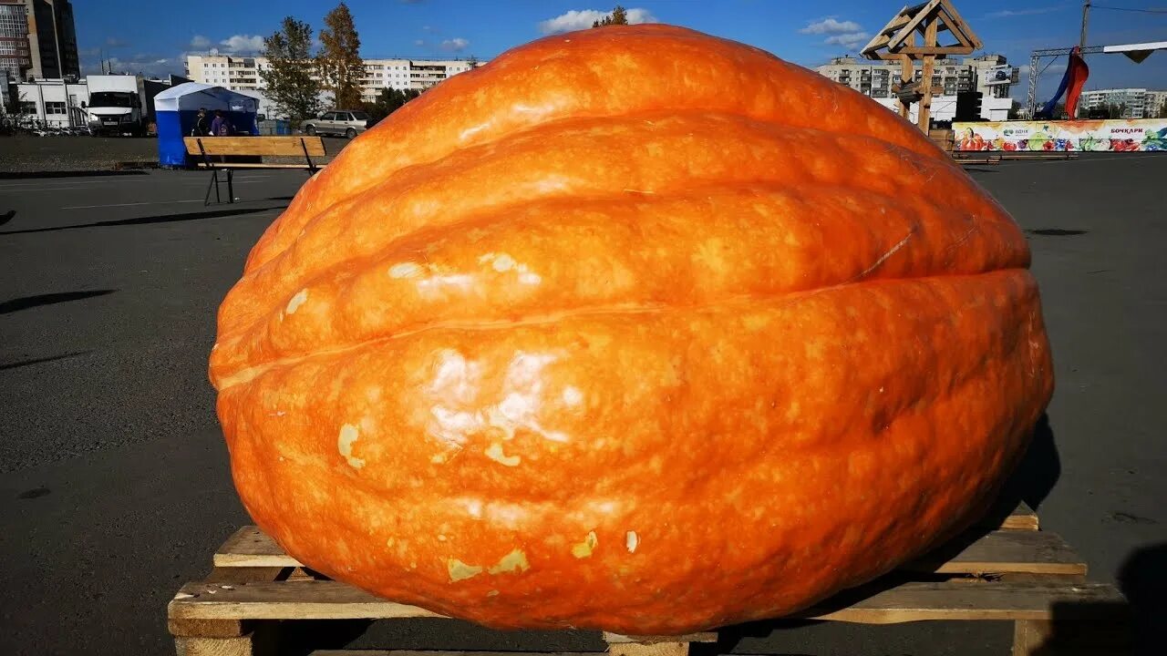 Тыква мичуринская. Тыква пастернак сорт. Тыква без фона. Тыква 300 кг. Тыква jarrahdale.