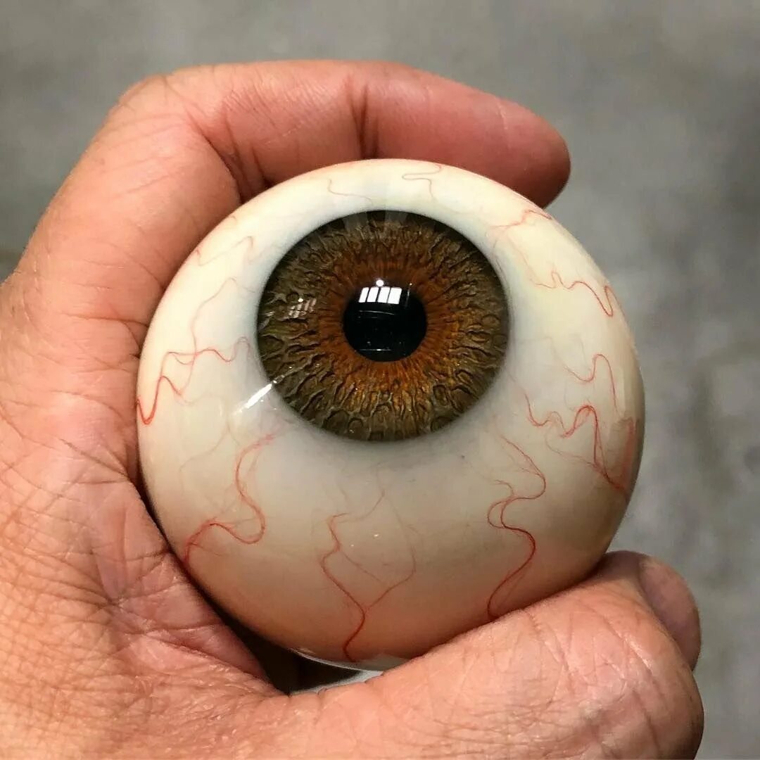 Человеческий глаз. Круглые глаза.