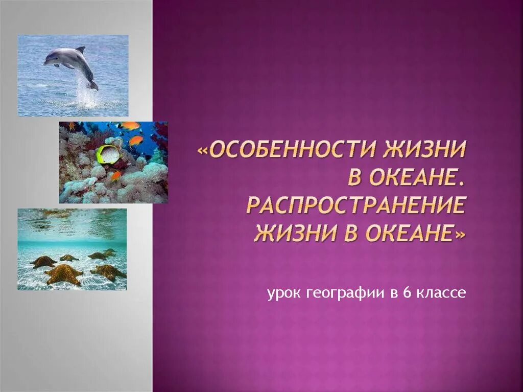 Сообщение жизнь в океане 6 класс. Презентация на тему жизнь в океане. Особенности жизни в океане. Распространение жизни в океане. Распространение жизни в океане 6 класс география.