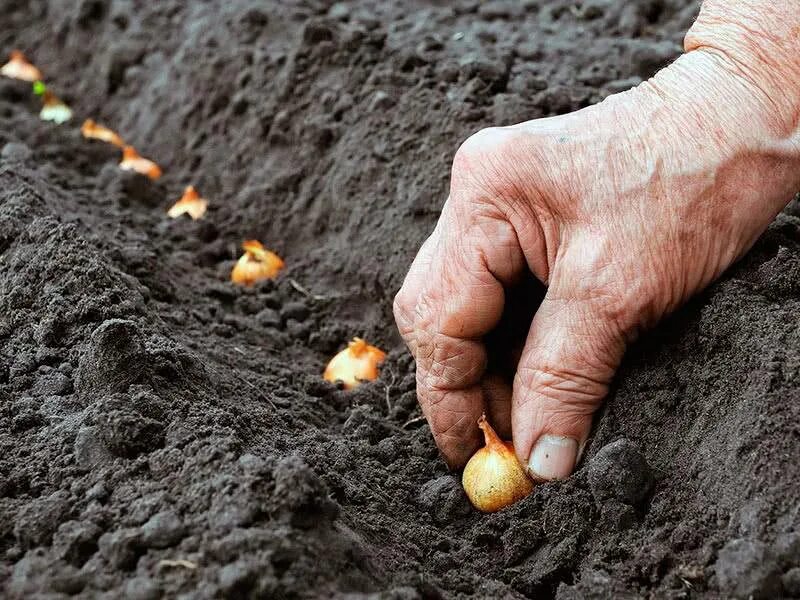 Когда сажать лук и чеснок. Лук посадка под зиму. Сажаем лук.