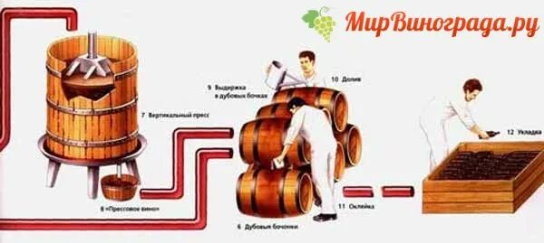 Процесс виноделия. Технология производства красного вина. Цикл производства вина. Виноделие схема. Производство красного вина