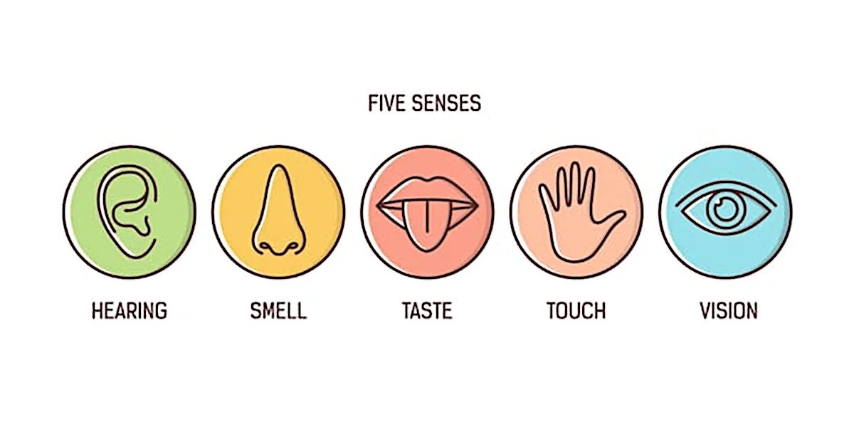 Verbs of senses. Бейб пейли фото в молодости. Сенсорная система это в психологии. Дышать свежим воздухом. Five senses.