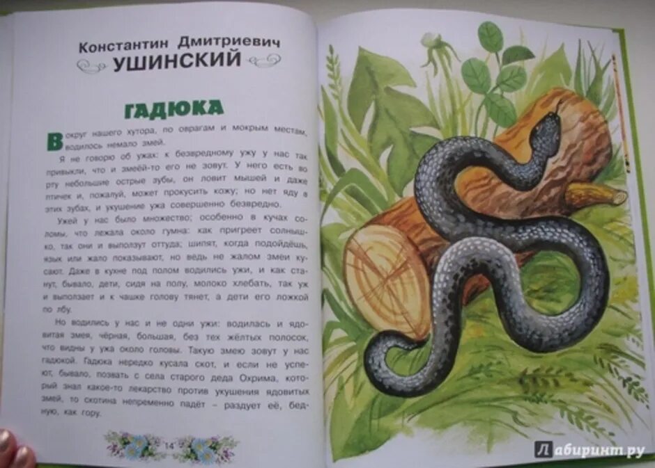 Сказка Ушинского гадюка. Гадюка Ушинский рассказ. Гадюка Ушинский книга. Ушинский гадюка иллюстрации.