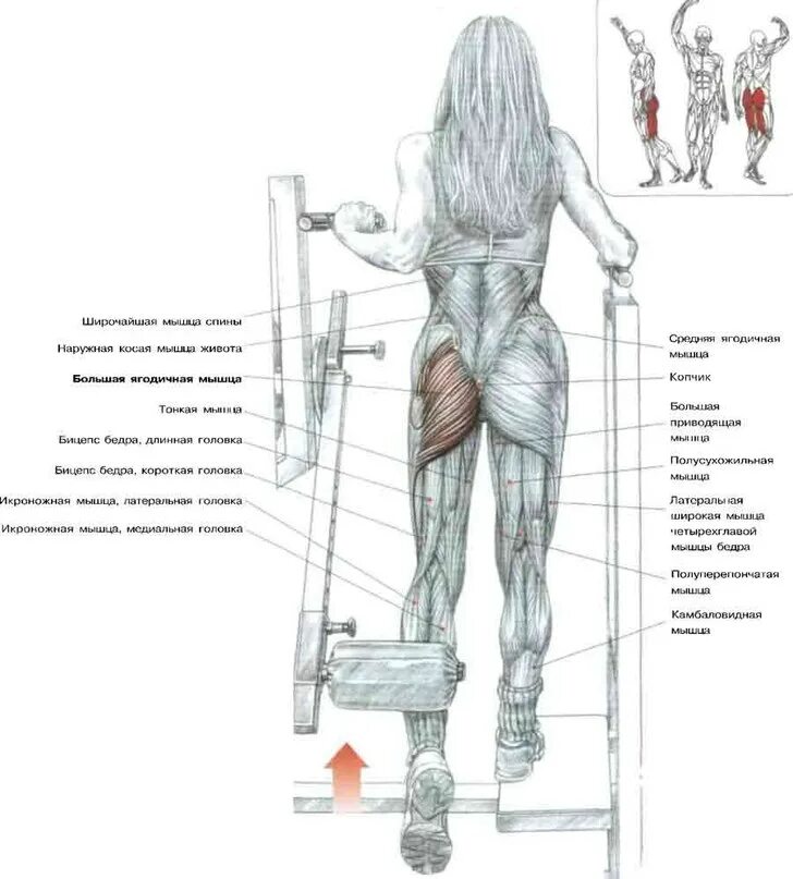 Изолирующие упражнения на ягодицы. Отведение ноги назад в тренажере ягодичные мышцы техника. Махи ногой назад в тренажере техника выполнения. Отведение бедра назад в тренажере стоя. Тренажер отведение ноги назад стоя техника выполнения.
