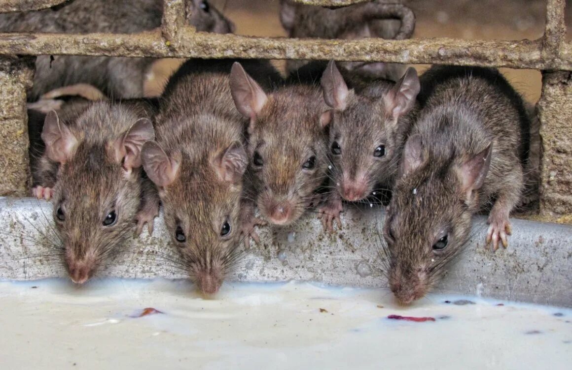 Пять мышей. Шерстистая крыса Босави. Красивые крысы. Пять крыс. Много мышей.