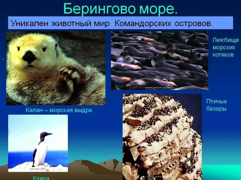 Берингово море ресурсы. Природные ресурсы дальнего востока дальнего востока. Берингово море. Берингово море ресурсы. Берингово море ресурсы.