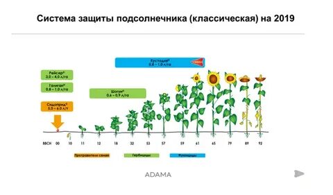 Фазы подсолнечника